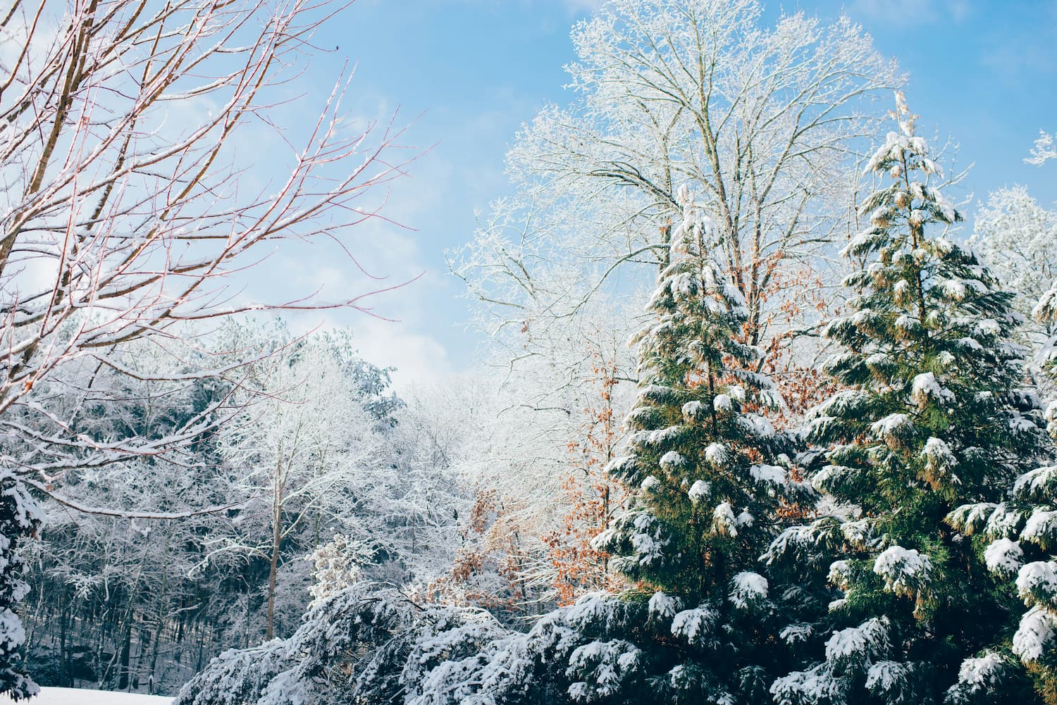 when creativity hibernates: a guide to winter’s gentle pause